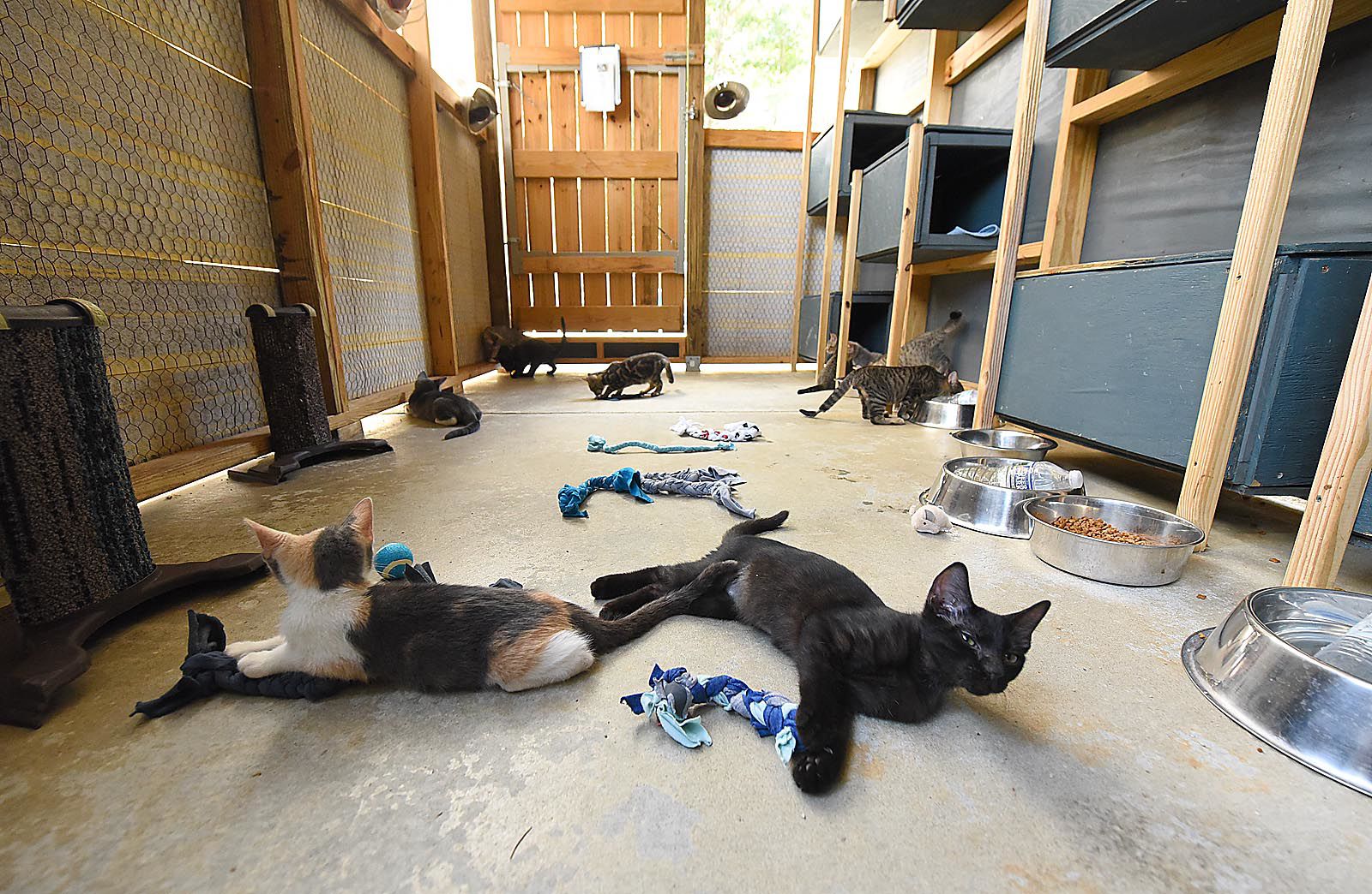 Wiregrass Humane Society accepts kittens after tragedy